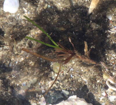 Image of Zostera novazelandica Setch.