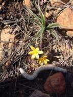 Image of Hypoxis floccosa Baker