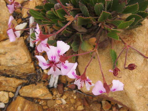 Image of Pelargonium ovale (Burm. fil.) L'Her.