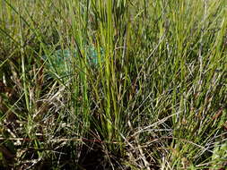 Image of Black Bog-rush