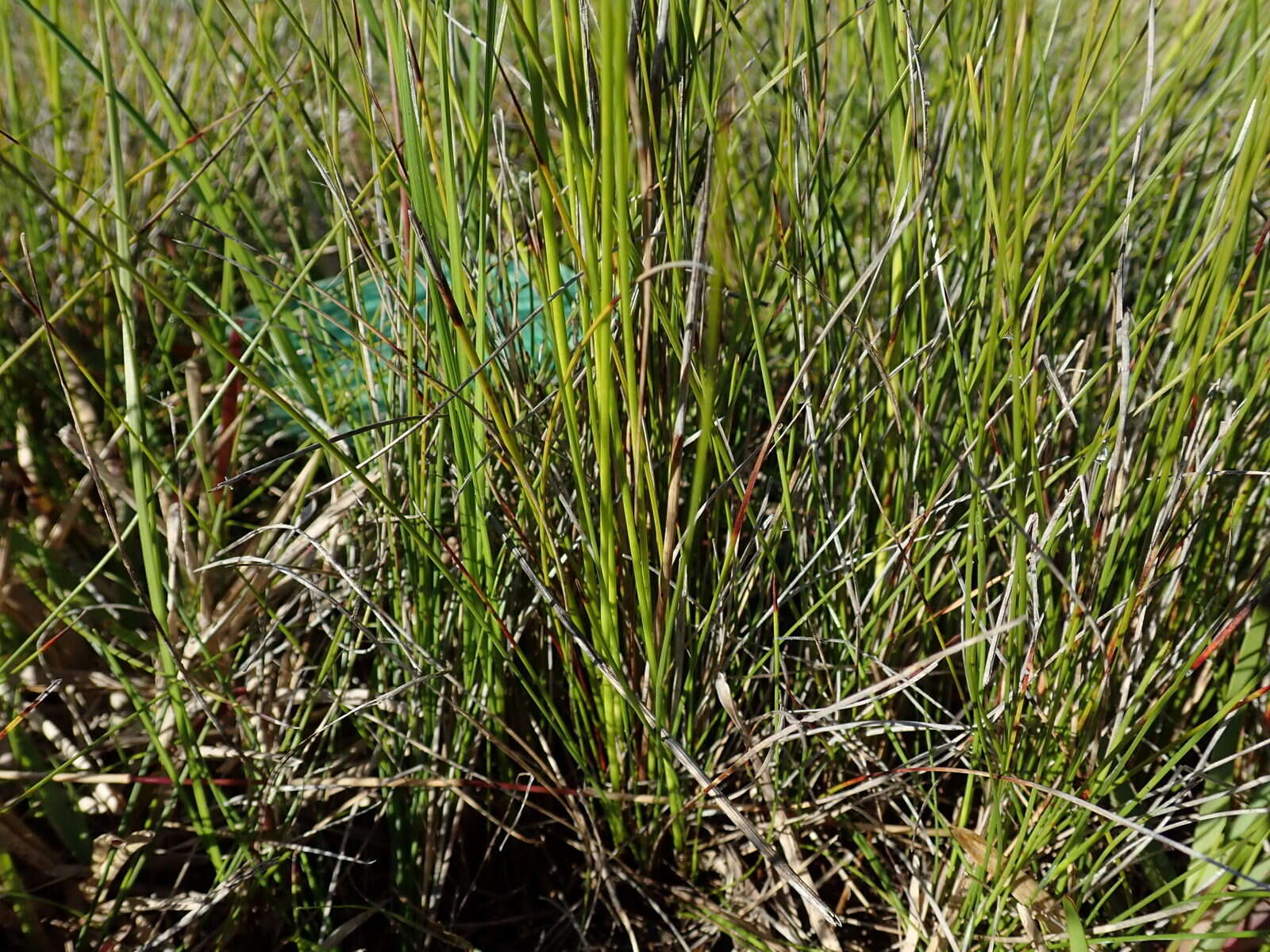 Image of Black Bog-rush