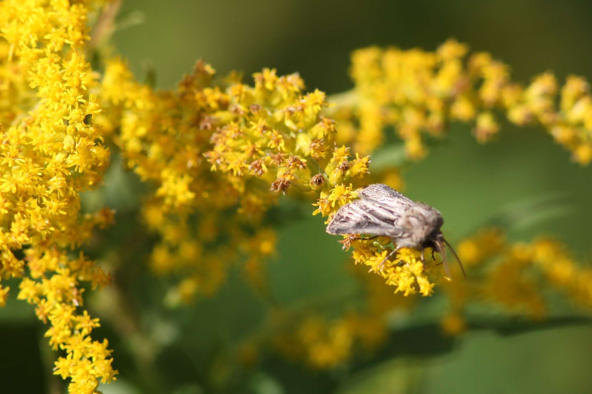 صورة Agrotis gladiaria Morris 1874