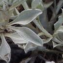 Image de Helichrysum argyrophyllum DC