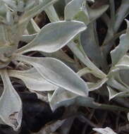 Image de Helichrysum argyrophyllum DC