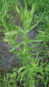 Image of lanceleaf ragweed