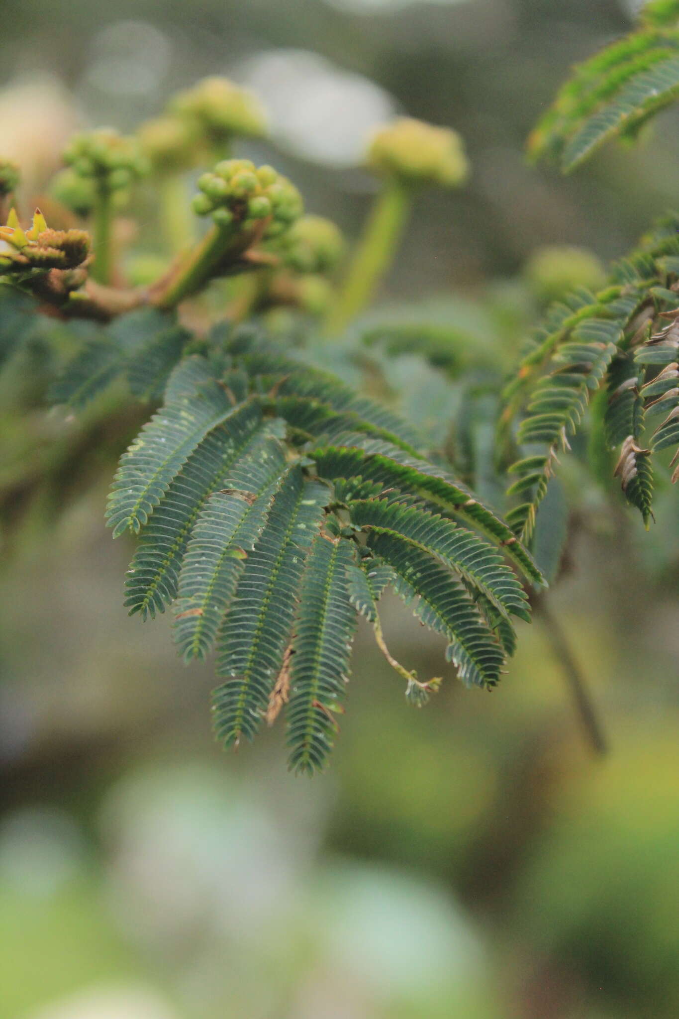 Image of Calliandra pittieri Standl.