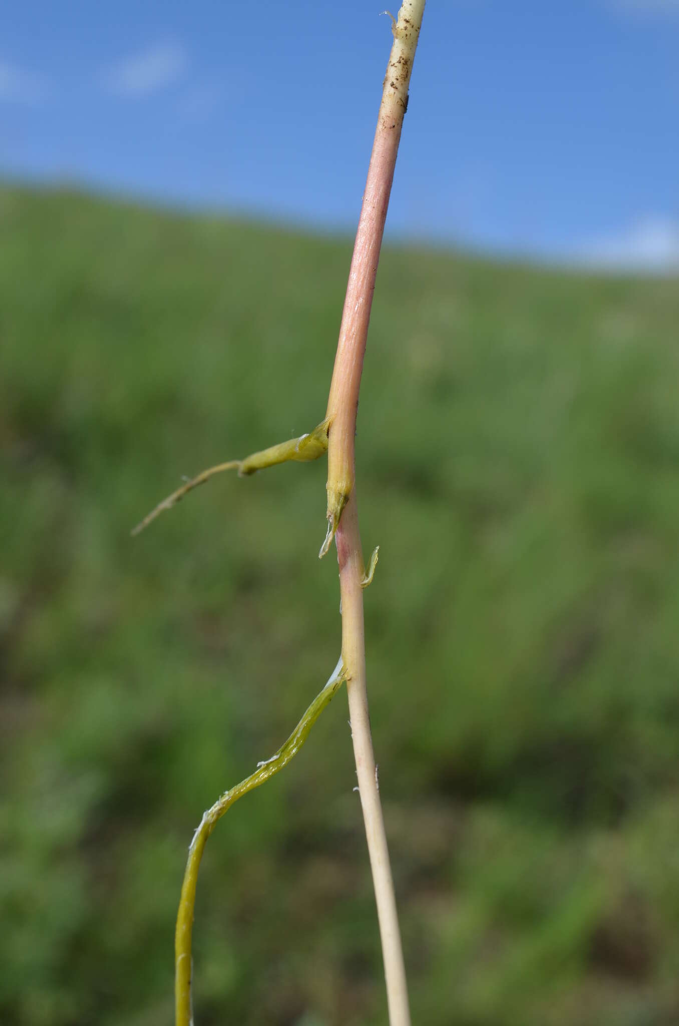 Image of Tulipa tetraphylla Regel