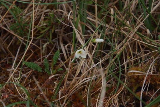 Image of Tuberous Springbeauty