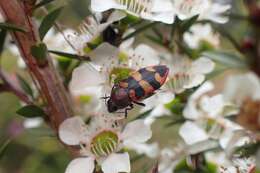 Image of Castiarina marginata (Barker 1983)