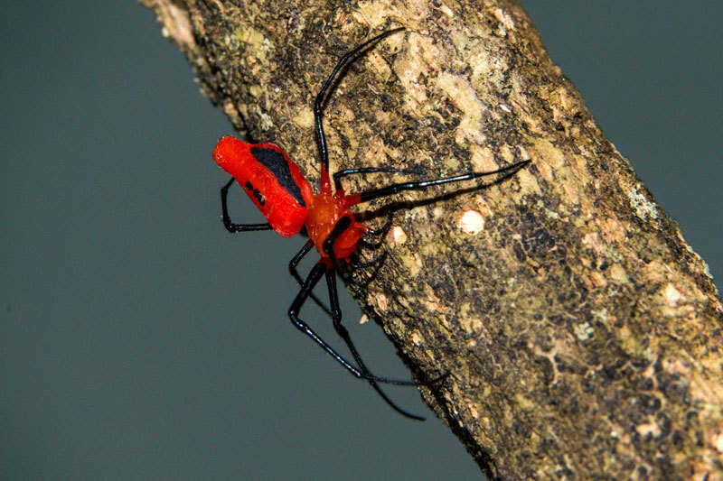 Image of Leucauge licina (Simon 1895)