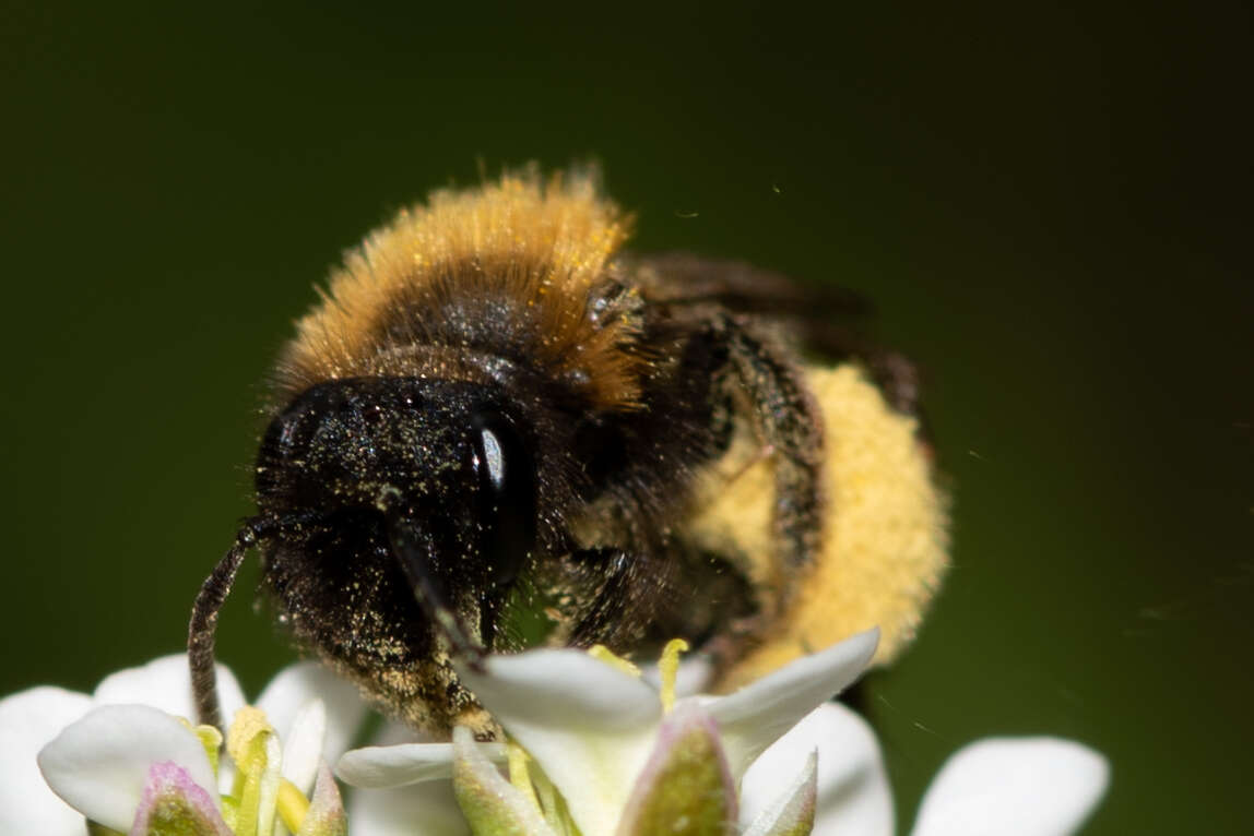 Image of Andrena bicolor Fabricius 1775