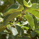 Annona holosericea Saff. resmi