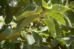 Imagem de Annona holosericea Saff.