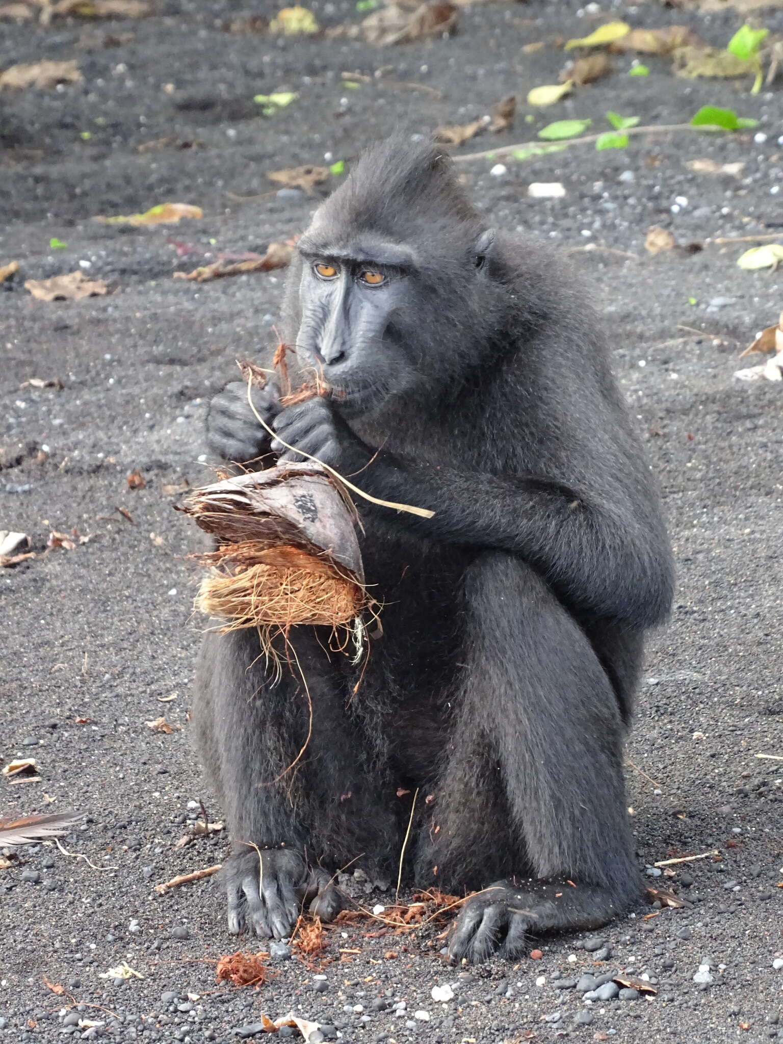 Image of Celebes crested macaque