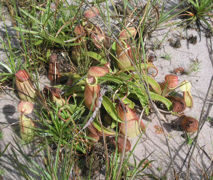 Image of Nepenthes smilesii Hemsl.