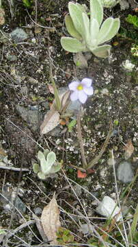 Pinguicula elongata Benj.的圖片