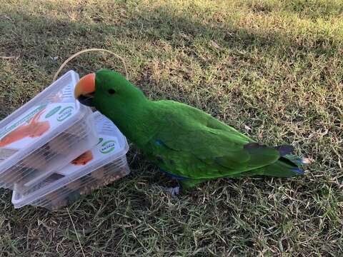 Image of Eclectus Wagler 1832