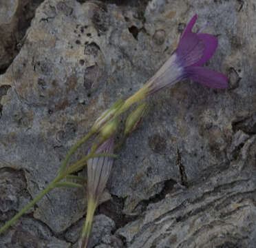 Image of Bridges' gilia