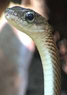 Image of White-bellied Rat Snake