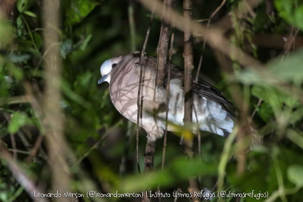 Image of Gray Fronted Dove