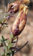 Image of Pteronia staehelinoides DC.