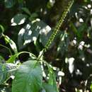 Image of Acalypha skutchii I. M. Johnst.