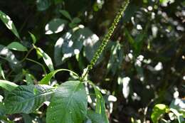 Imagem de Acalypha skutchii I. M. Johnst.