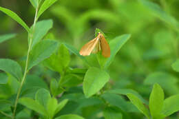 Image of orange footman