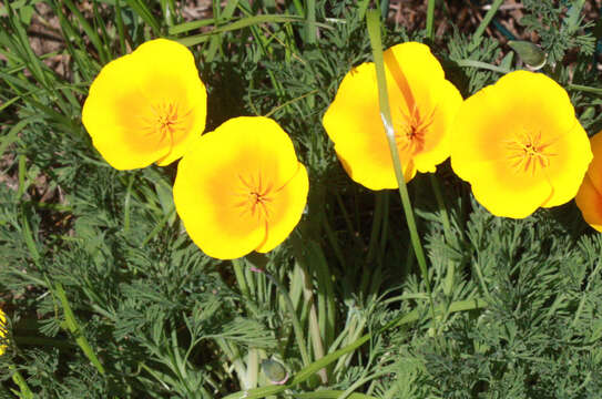 Image of California poppy