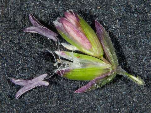 Image of Poa meionectes Vickery