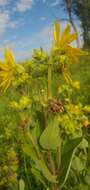 Image of <i>Silphium <i>integrifolium</i></i> var. integrifolium