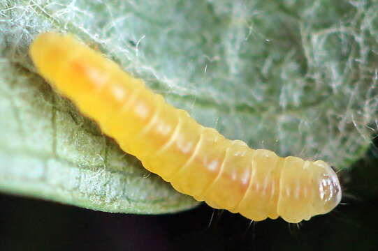 Image of Callisto denticulella (Thunberg 1794)