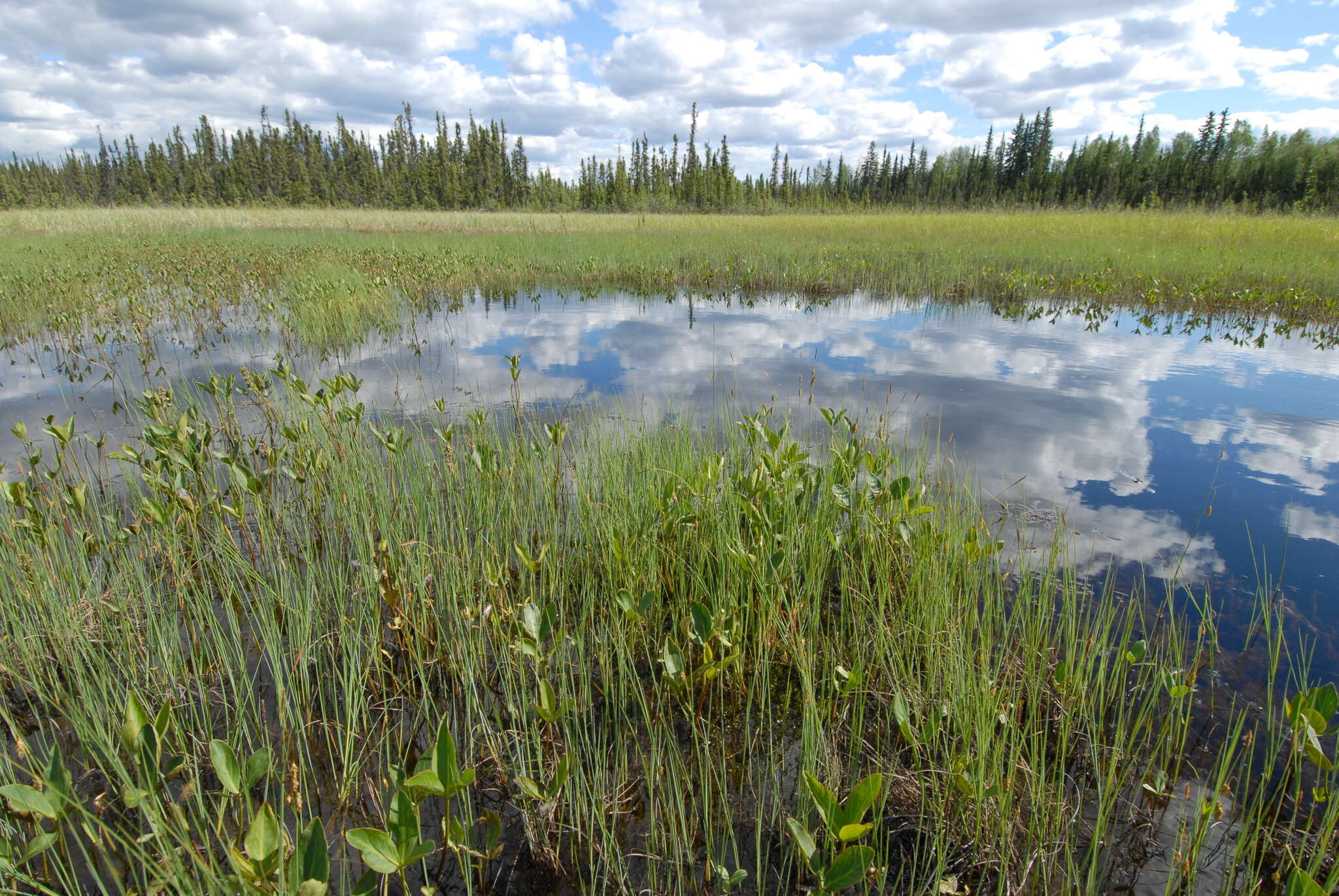 Image of Subarctic Bluet