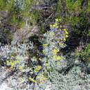Image of Pentzia trifida Schltr. ex Magee & J. C. Manning