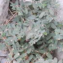 Sivun Euphorbia berteroana Balb. ex Spreng. kuva