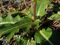 Imagem de Cirsium purpuratum (Maxim.) Matsum.