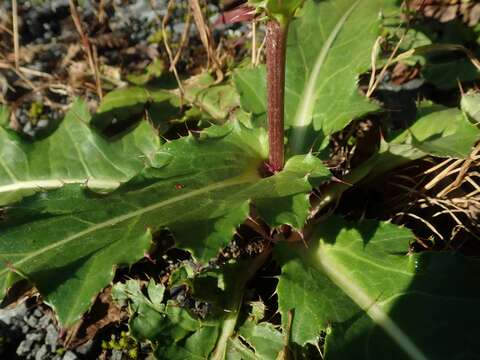 Imagem de Cirsium purpuratum (Maxim.) Matsum.