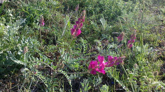 Image of Hedysarum tauricum Willd.