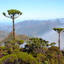 Image of Mount Humboldt Araucaria