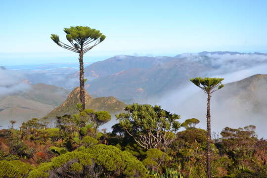 Image of Mount Humboldt Araucaria