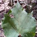 Image de Dombeya cannabina Hilsenb. & Boj. ex Hook.