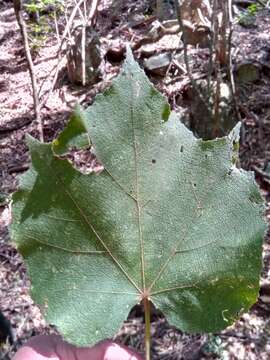 Image of Dombeya cannabina Hilsenb. & Boj. ex Hook.