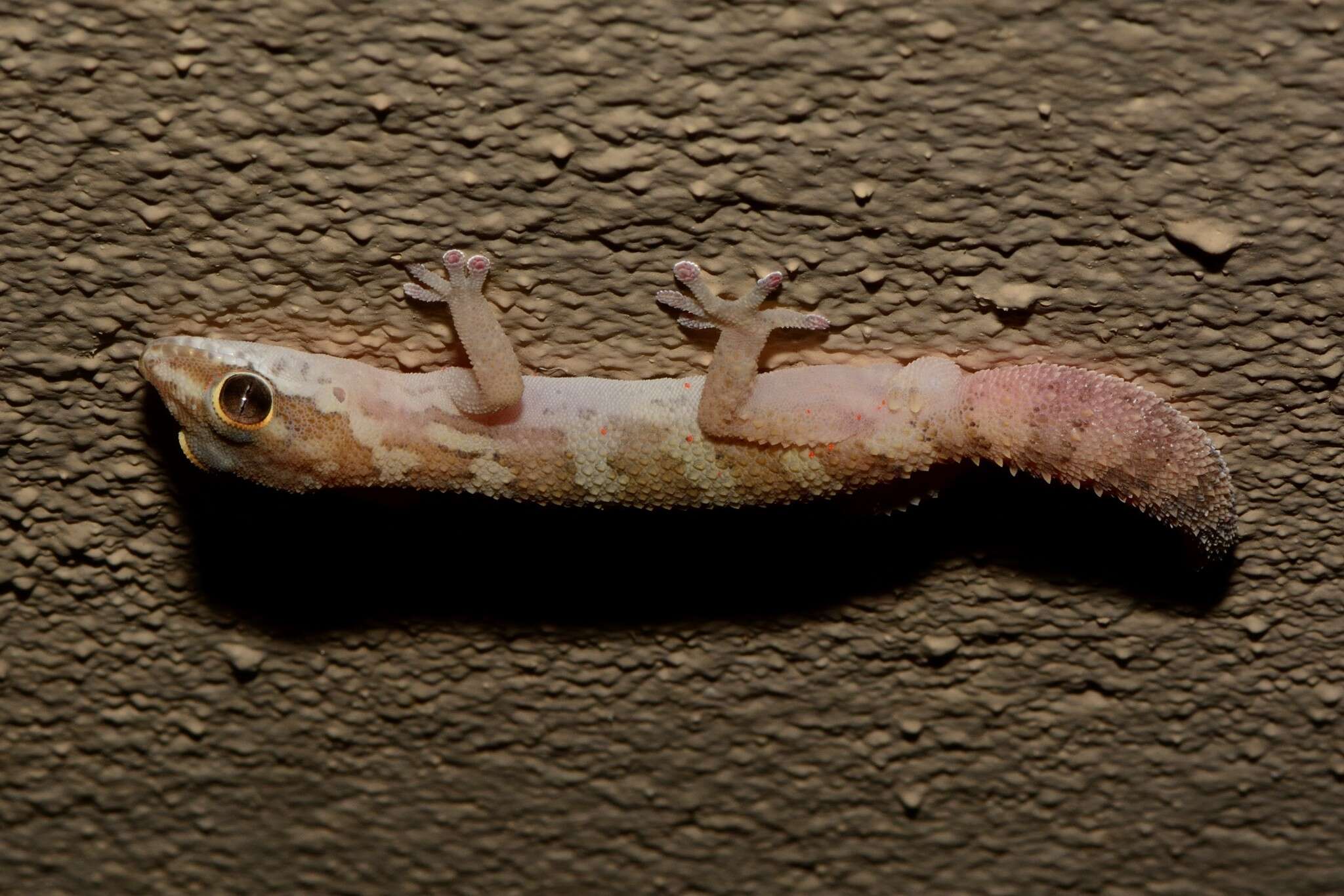 Image of Smith's Thick-toed Gecko