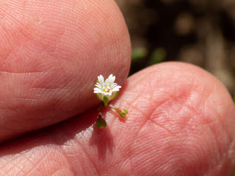 Image of slimleaf drymary