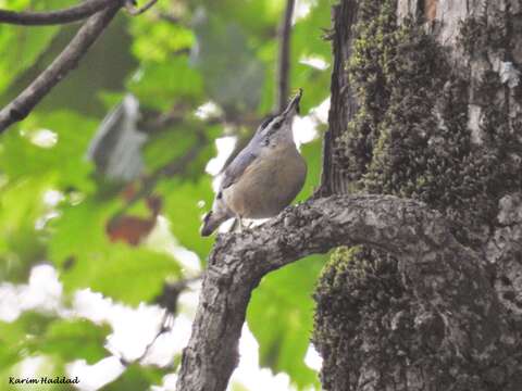 Image of Algerian Nuthatch