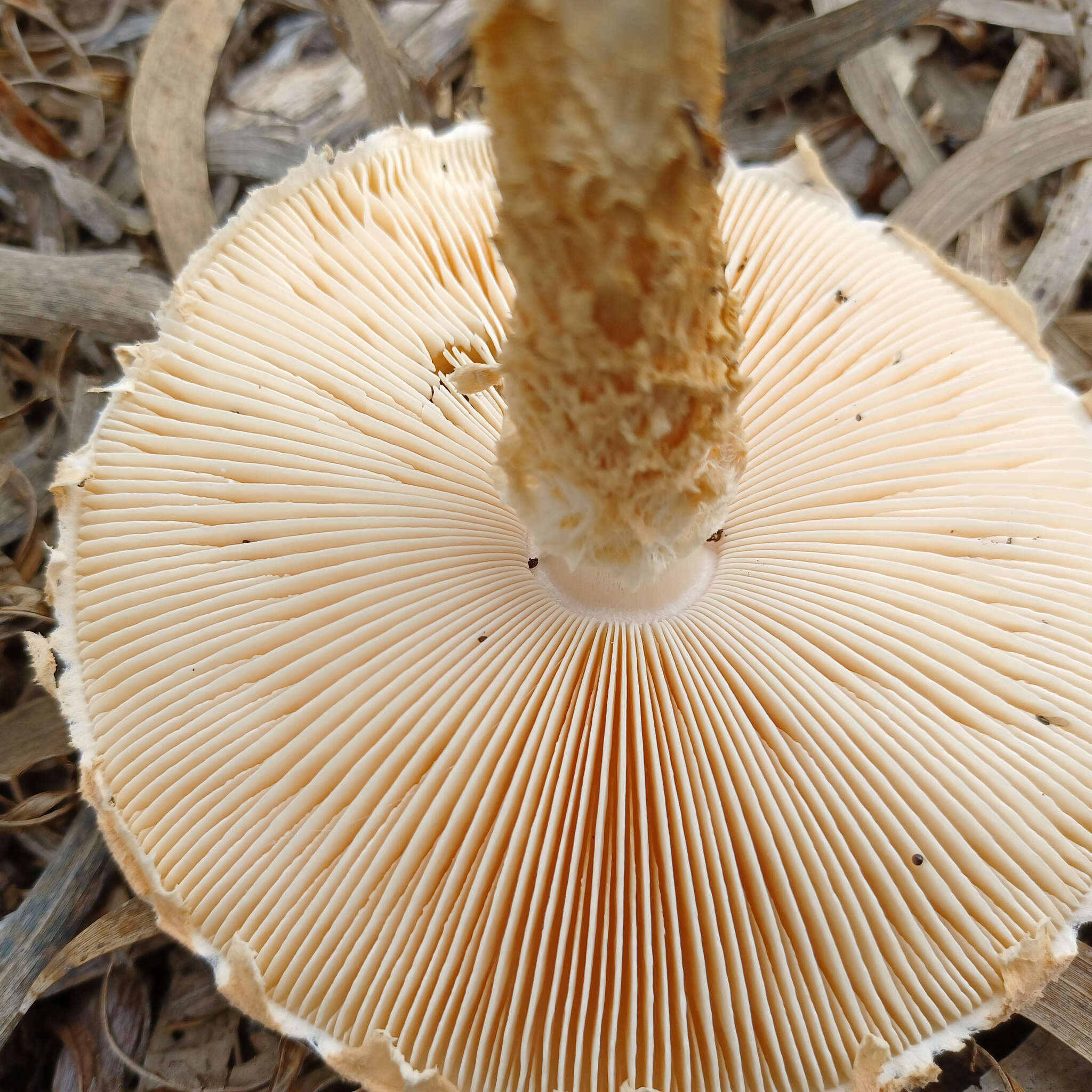 Plancia ëd Saproamanita nauseosa (Wakef.) Redhead, Vizzini, Drehmel & Contu 2016