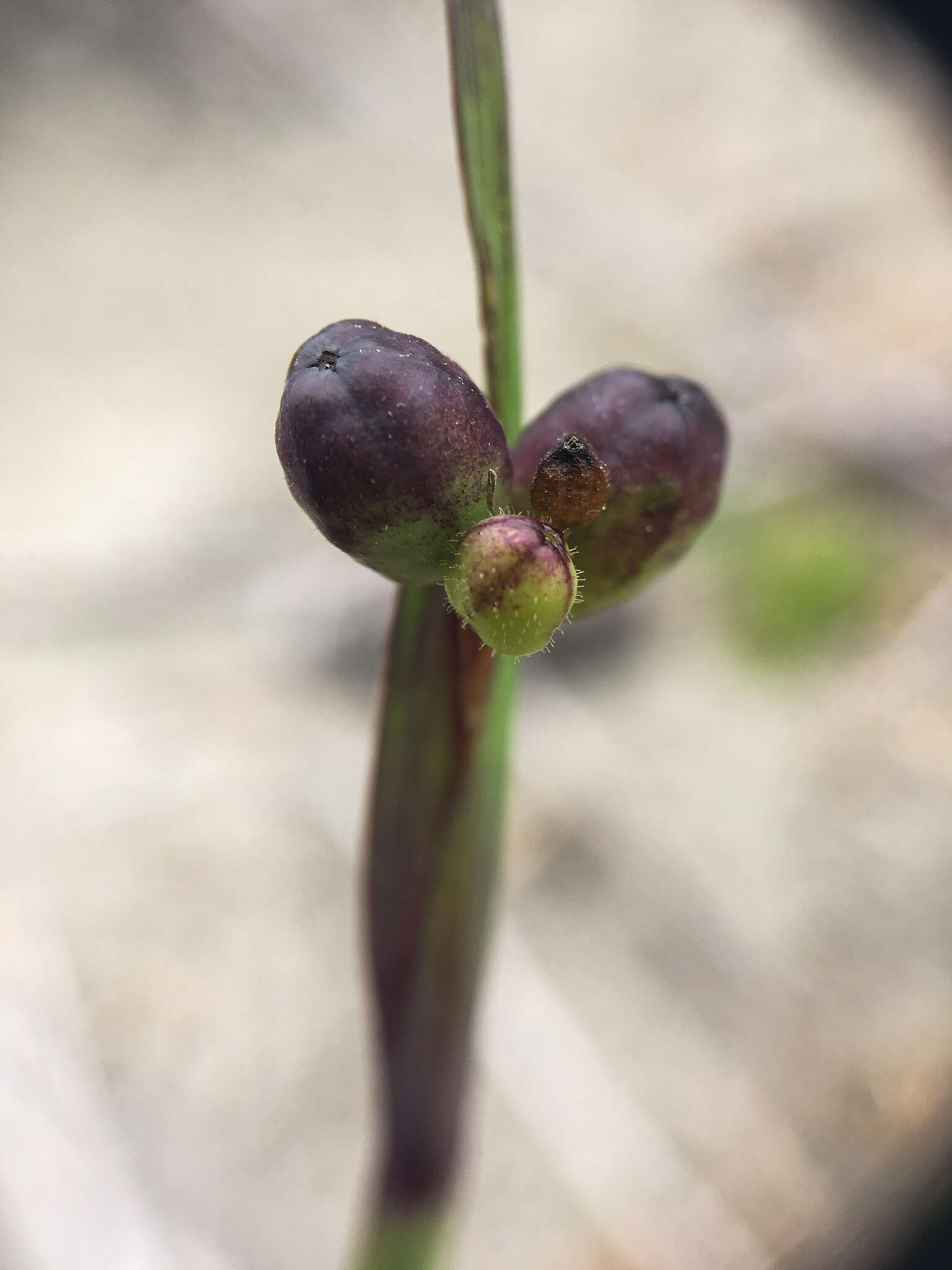 Sisyrinchium littorale Greene的圖片