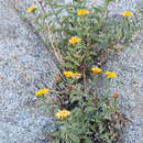 Plancia ëd Inula obtusifolia A. Kerner