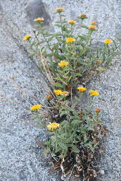 Plancia ëd Inula obtusifolia A. Kerner