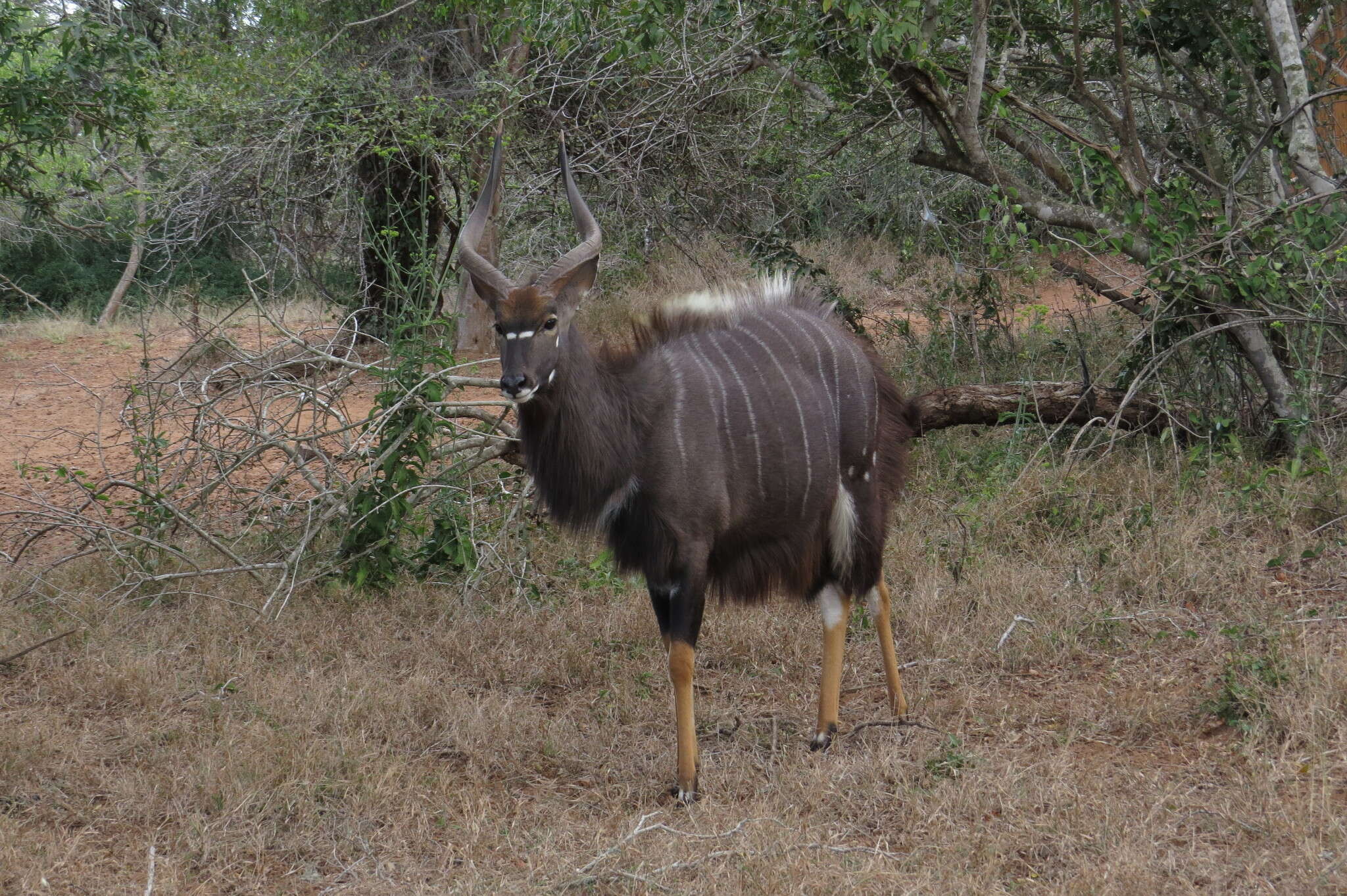 Image of Nyala